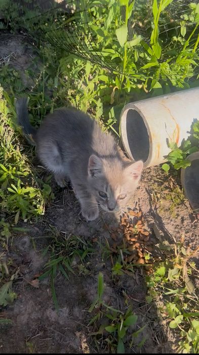 Молоденька кішечка Асма