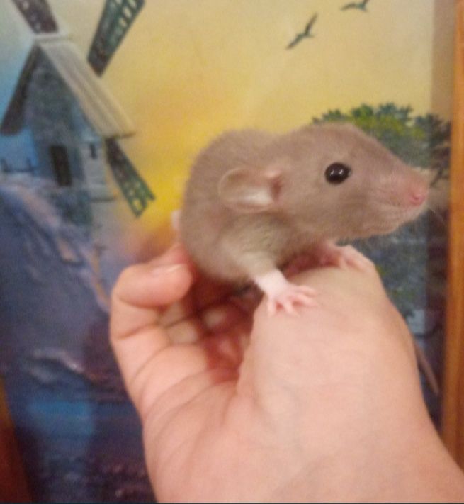 Домашние крысята ручная крыса с клеткой добрый крысенок доставка клетк