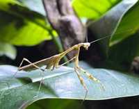 Pseudempusa pinnapavonis  samiec imago (modliszka pawia)