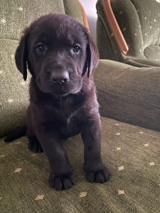 Labrador czarny aktualne