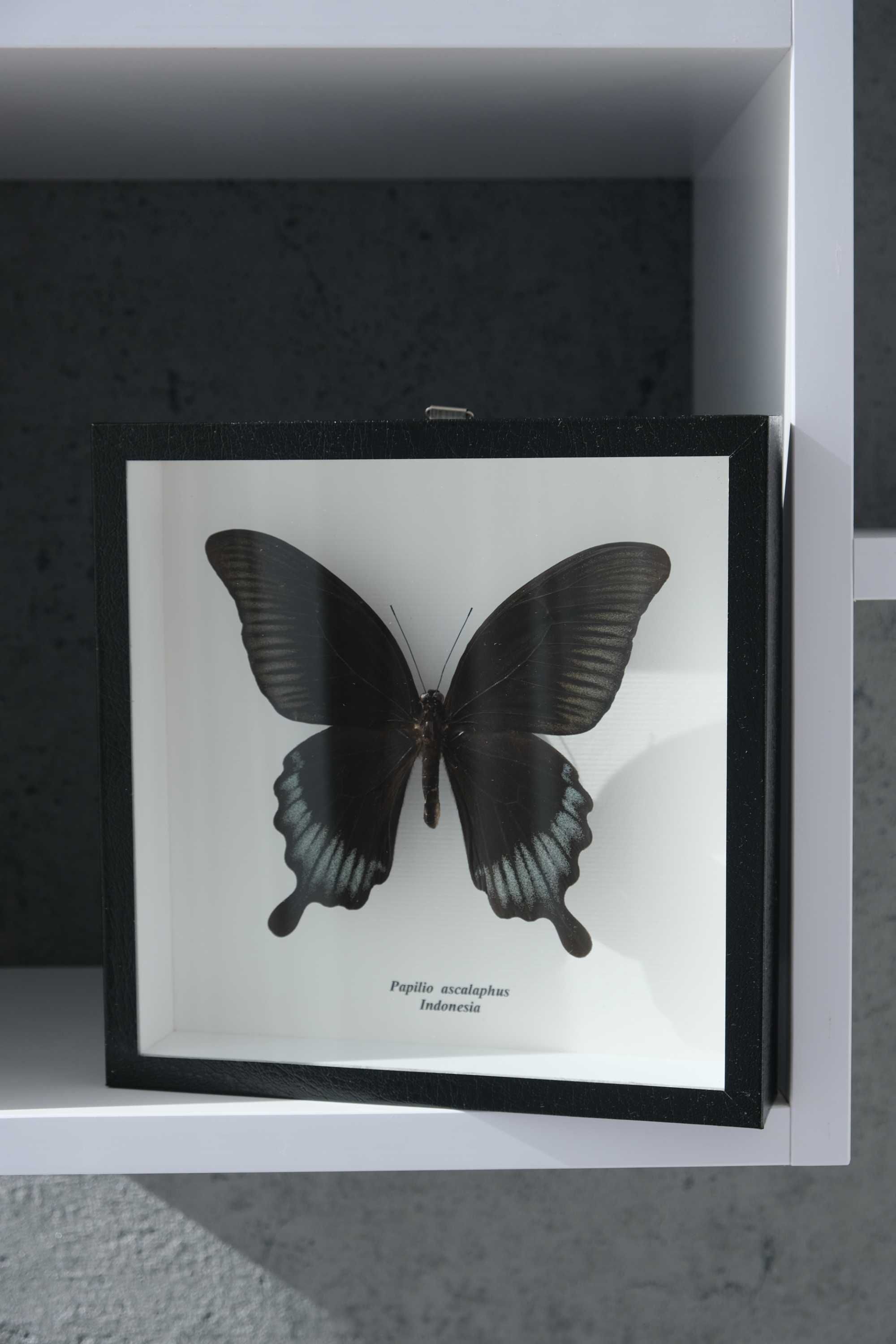 Сувениры из тропических бабочек Papilio ascalaphus Indonesia