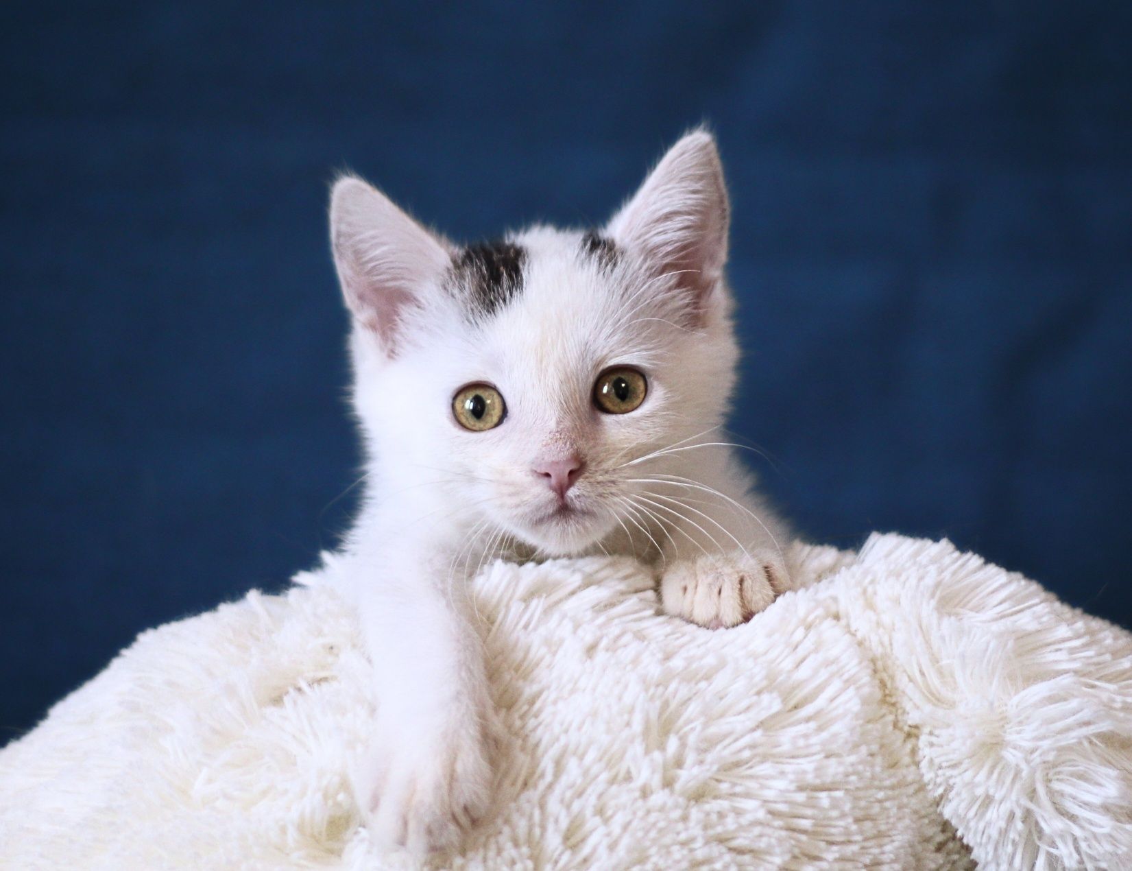 2-mies. koteczka poleca się do adopcji.
