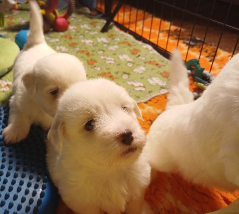 Piesek Rasy Coton de Tulear ZKwP/FCI