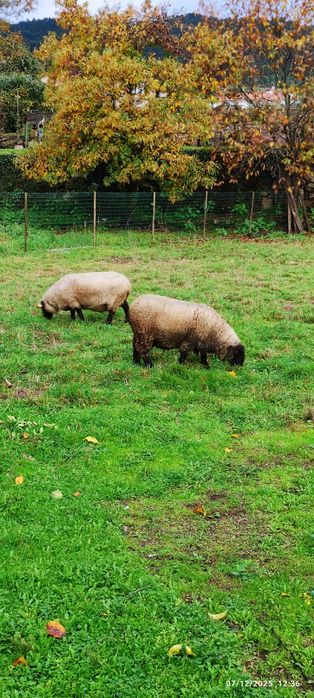 Casal ovelhas suffolk