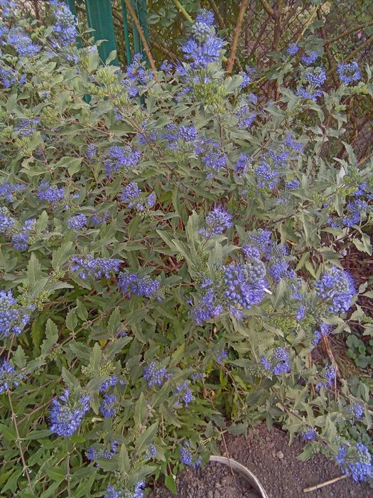 Каріоптеріс синього кольору, запашний посухостійкий