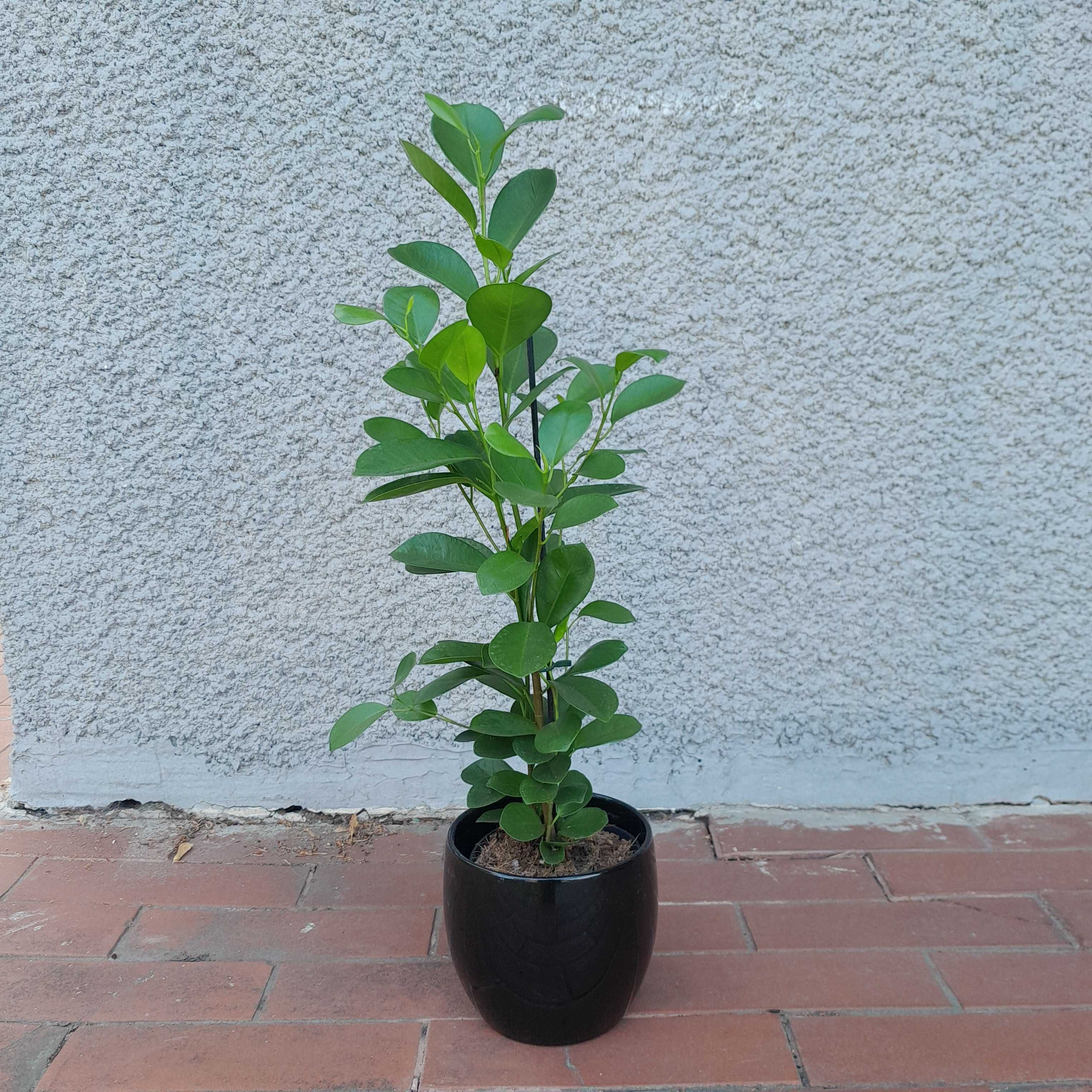 Fikus Ficus retusa 65cm