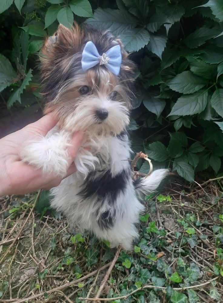 Yorkshire terrier l biewer miniaturka chlopak