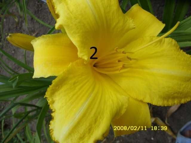 Liliowce -Liliowiec