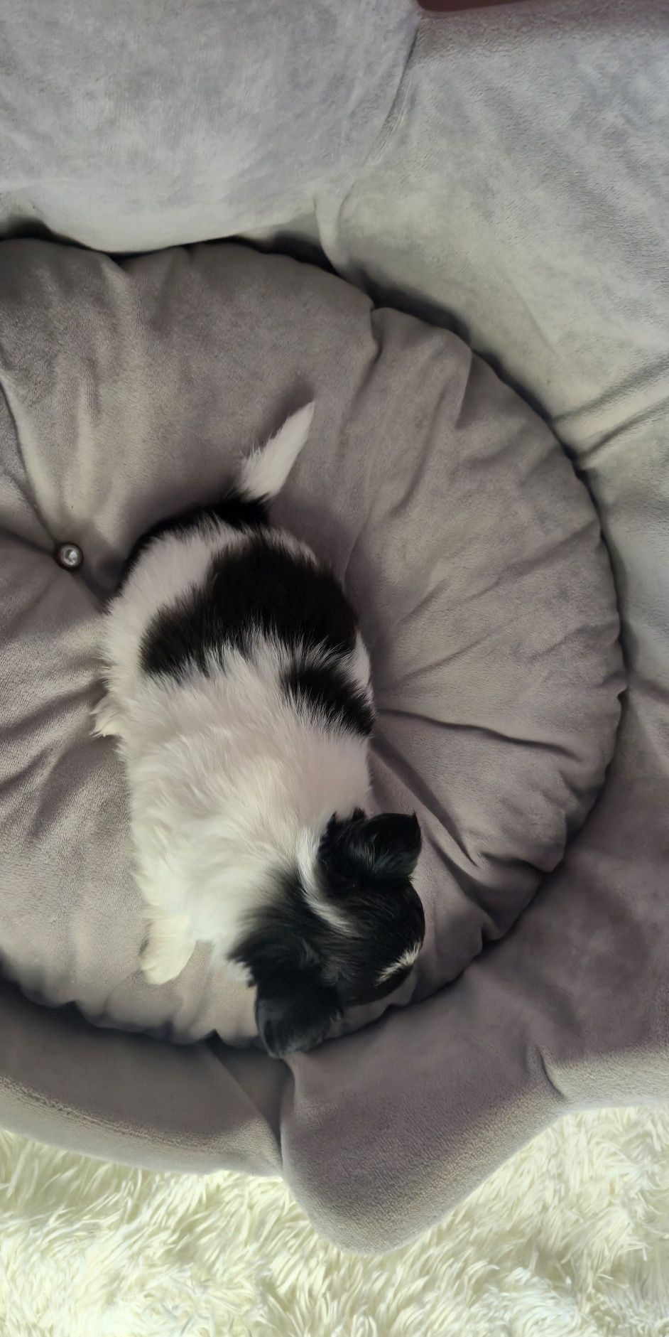 Cudowny chłopczyk chihuahua długowłosy