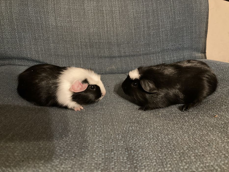 Świnka crested samczyki mlode