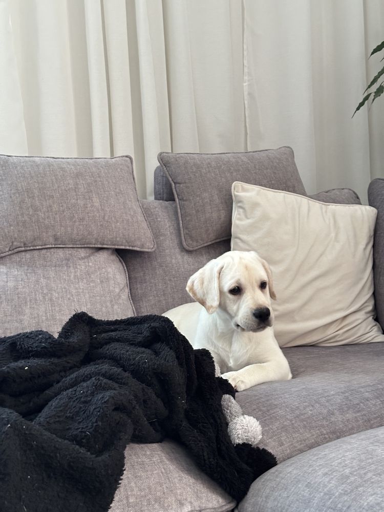 Labrador z rodowodem FCI ZKwP