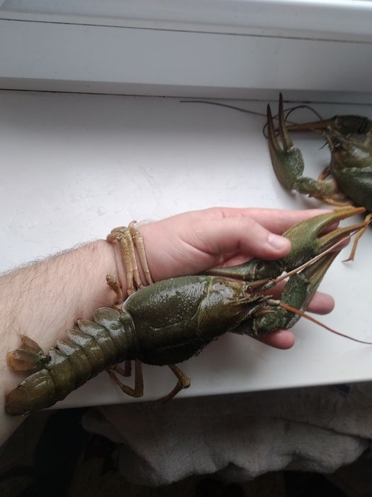 Живі річкові раки