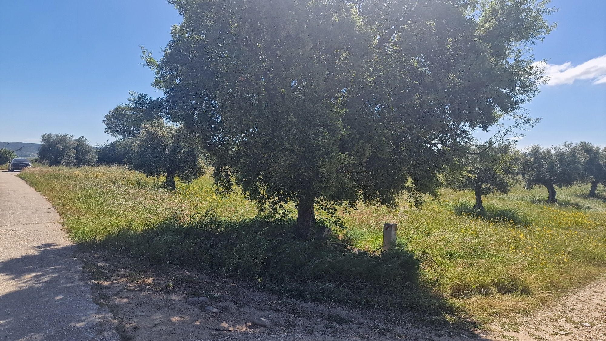 Terreno em Montalvo constância corela grande santarem  distrito Santar