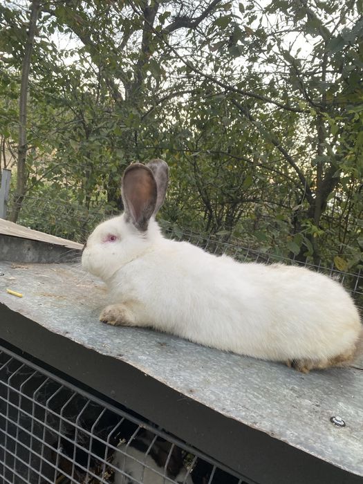 Кролики великі та маленькі