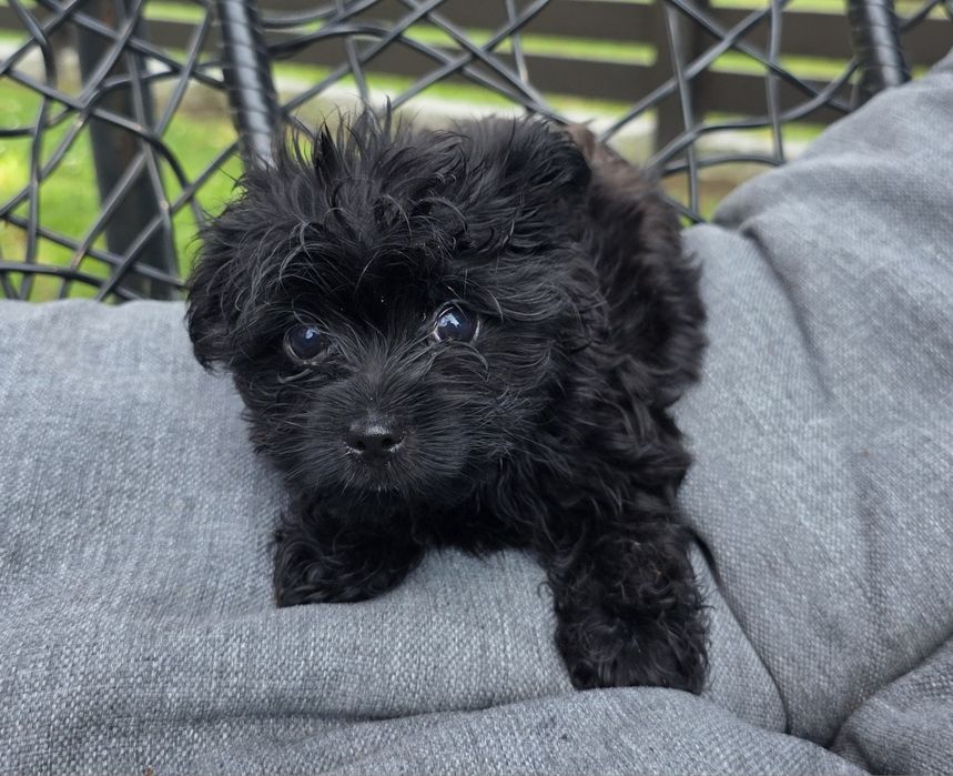 Śliczny mini  chlopczyk