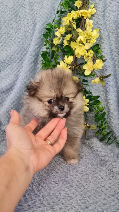 Exuberante mini menina Lulu da Pomerania / Spitz Alemão Anão