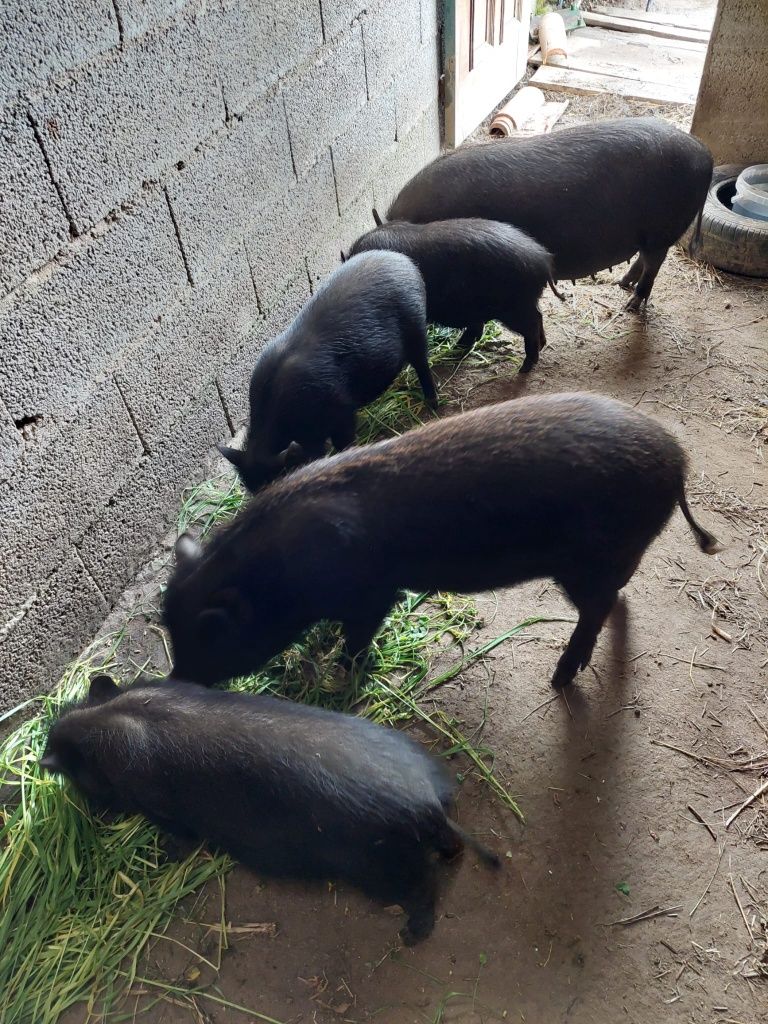 Porcos fêmeas Vietnamitas