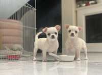 Chihuahua suczka i pies