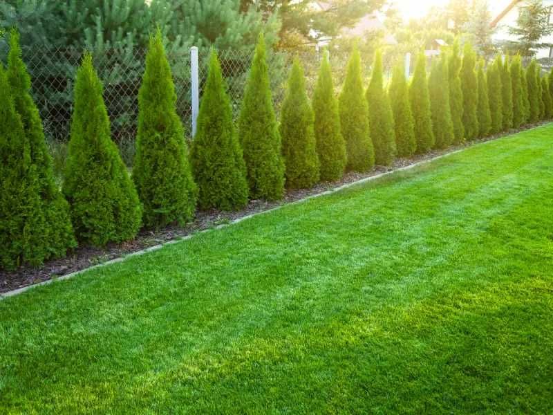 Tuja Thuja Szmaragd 100-120 cm W DONICY 5L Producent
