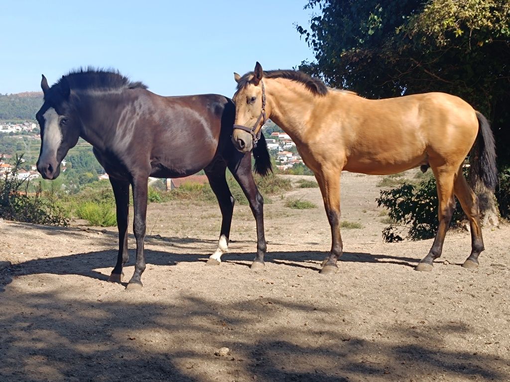 Poldro Puro lusitano