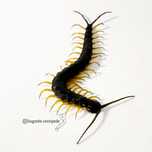 Skolopendra (scolopendra hainanum black