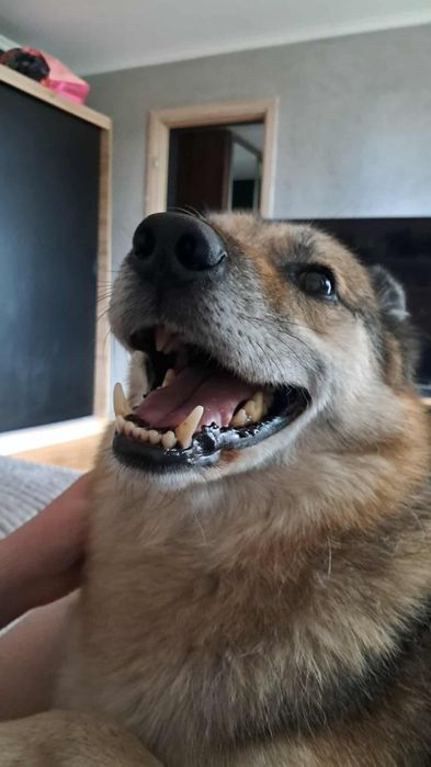 Petsitter na terenie Warszawy