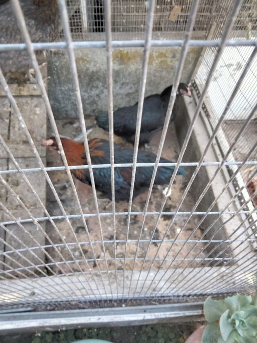 Casal jovem de Marans