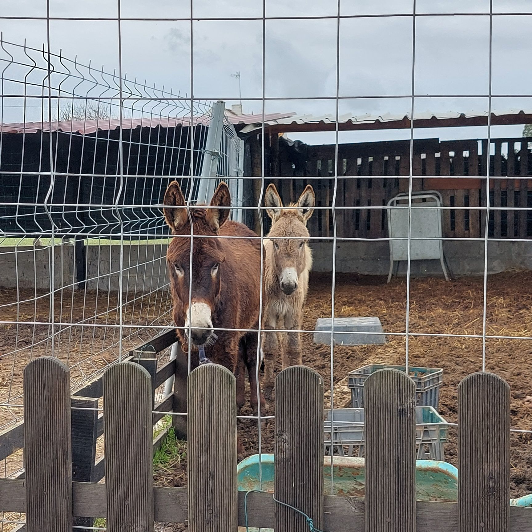 Vendo Pónei ou Burro Macho ou Fêmea