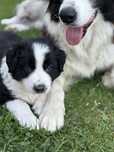 Border Collie szczeniaczek