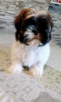 Shih Tzu  piesek