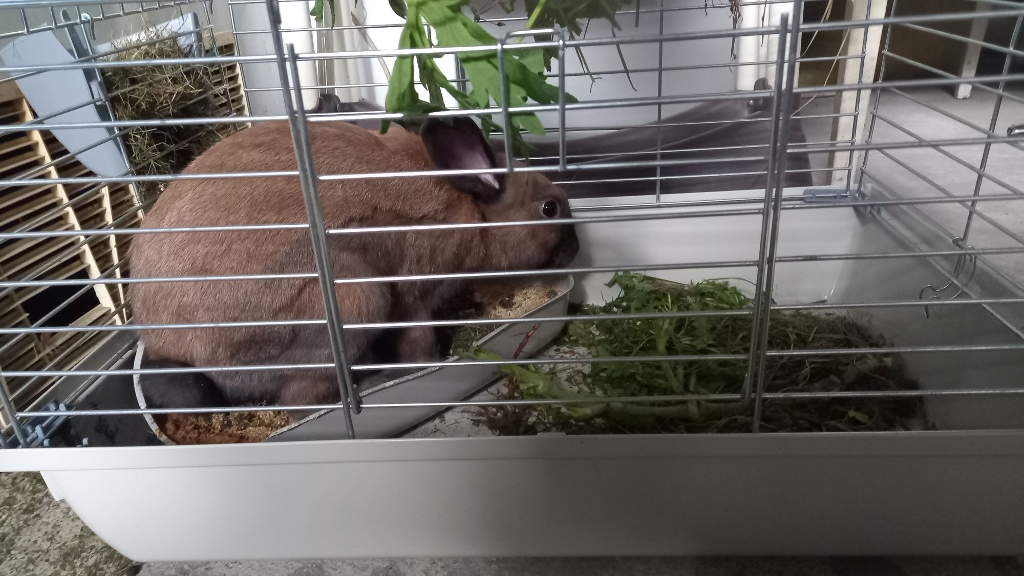 Królik miniaturka samiczka