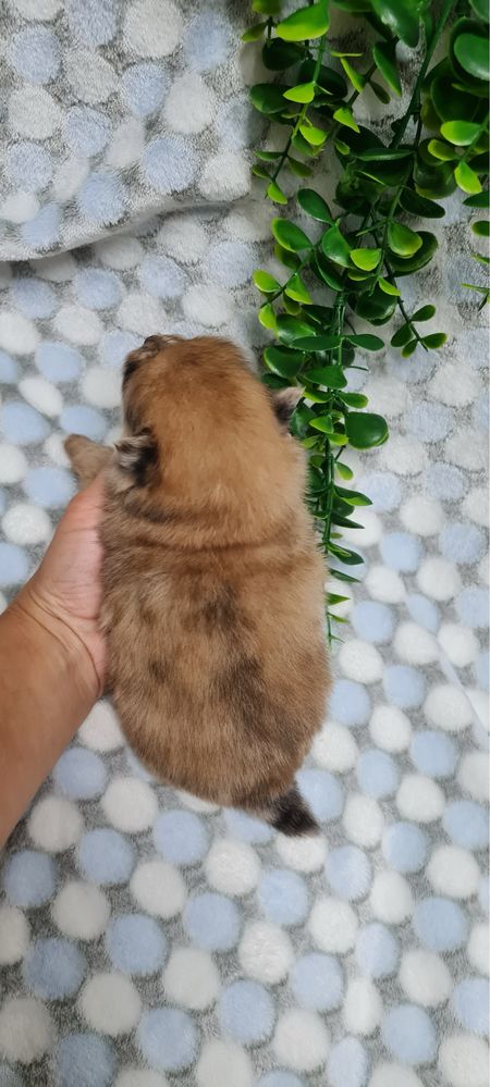 Excelente mini menina Lulu da Pomerania/Spitz Alemão Anão de Qualidade