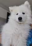 Samoyed rodowód szczenię chłopiec samoyed śliczny samiec