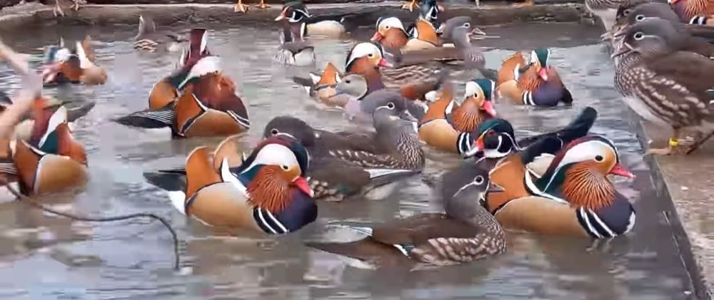 Kaczki  ozdobne   MANDARYNKI  w 4  kolorach