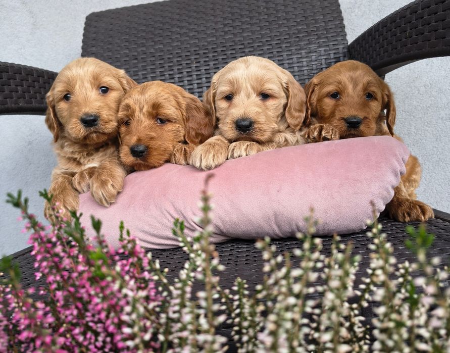 Goldendoodle f1 , szczeniak, suczka