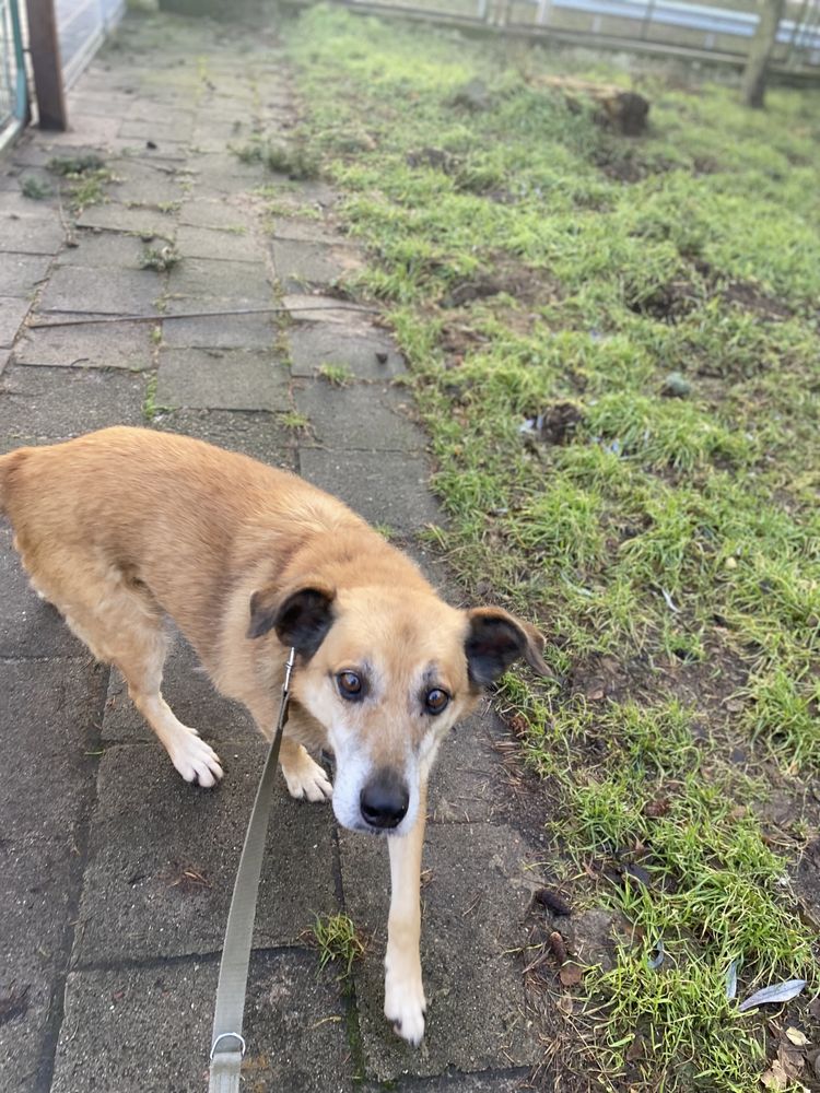 Józiu piekny rudy psiak do adopcji