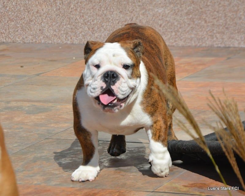 Buldog Angielski suczka ZKwP