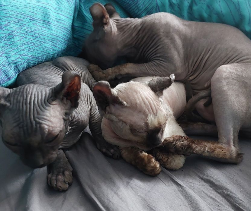 Эльфы мальчик и девочка.