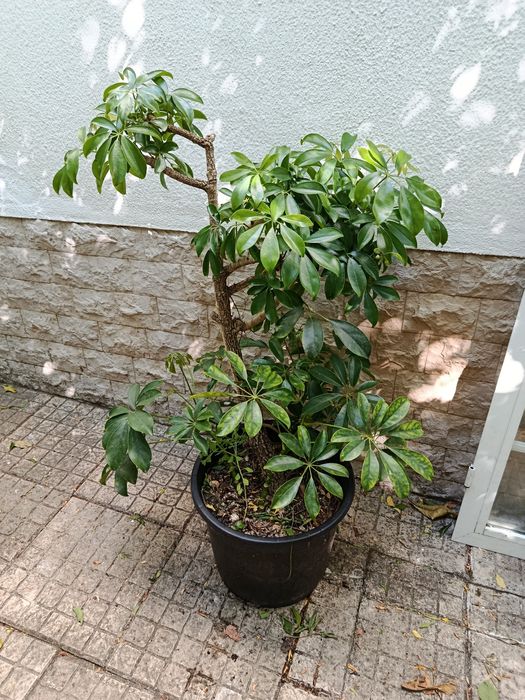 Arbusto em vaso preto 110cm