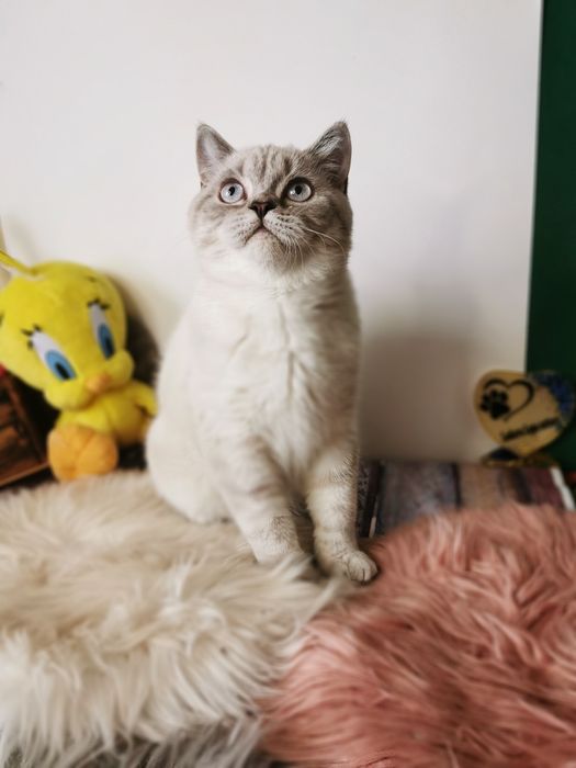 Ніжний шотландский котик