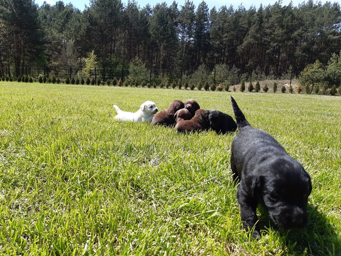 Labradora retriever