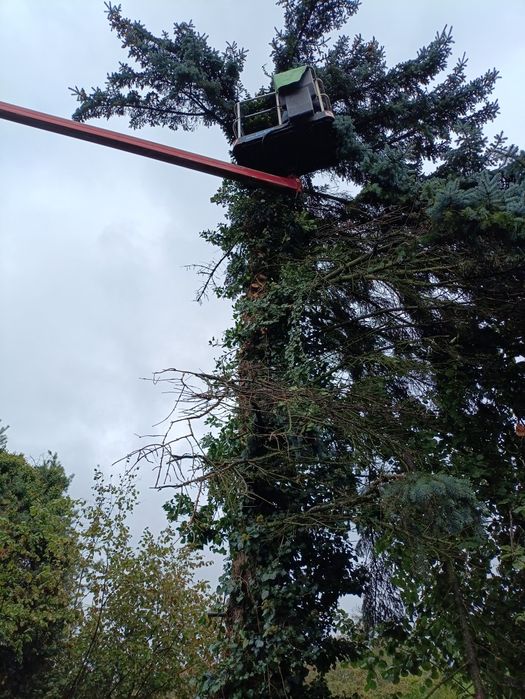 Wycinka drzew i krzewów , Zakładanie trawników