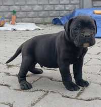 Piesek Cane Corso