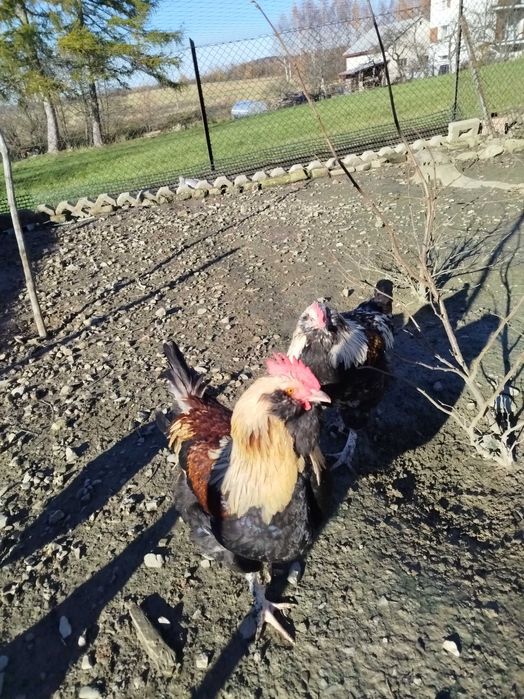 Koguty faweroli łososiowej