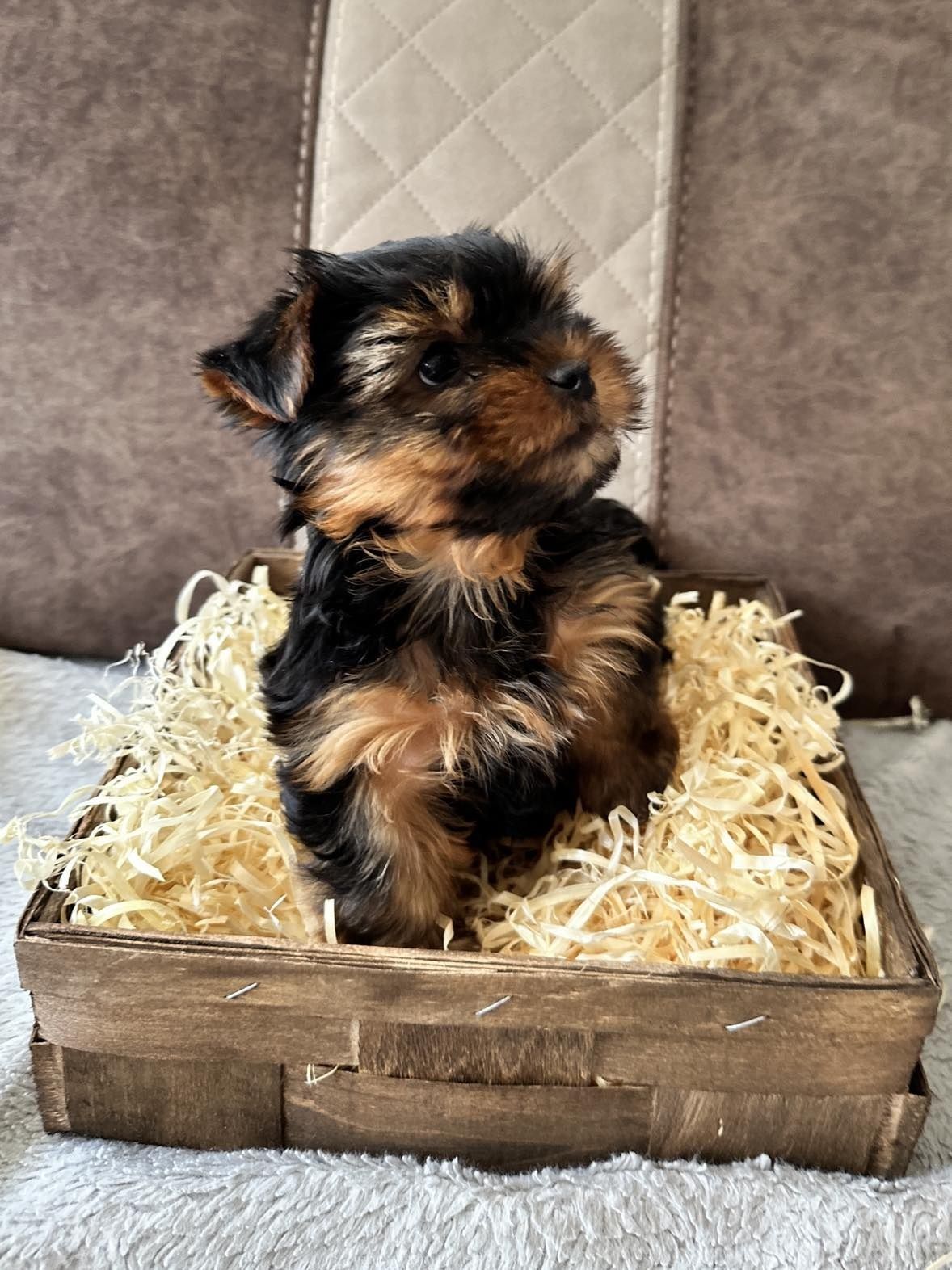 York terrier szczeniak xs
