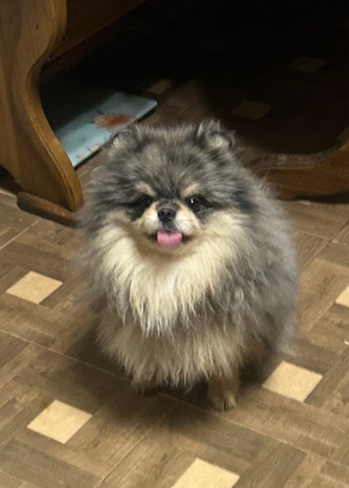 Вяжущий кобель мерле з підпалом