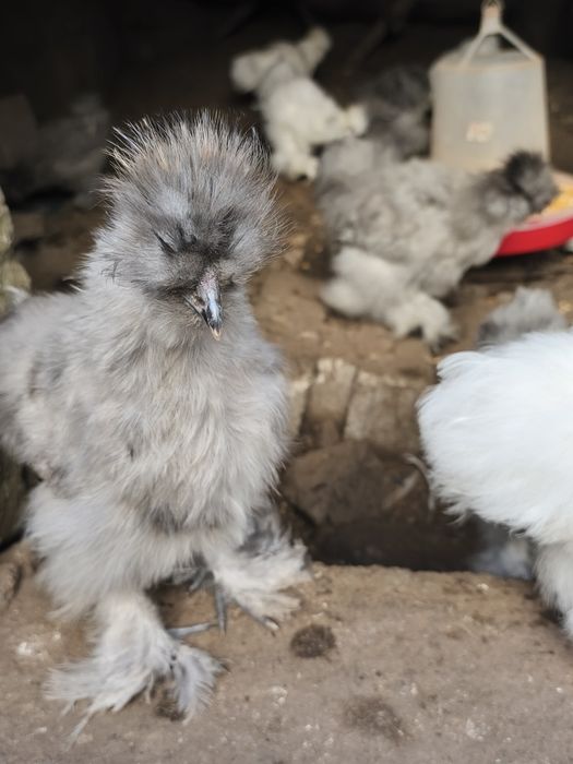 Sedosas do Japão 5 meses