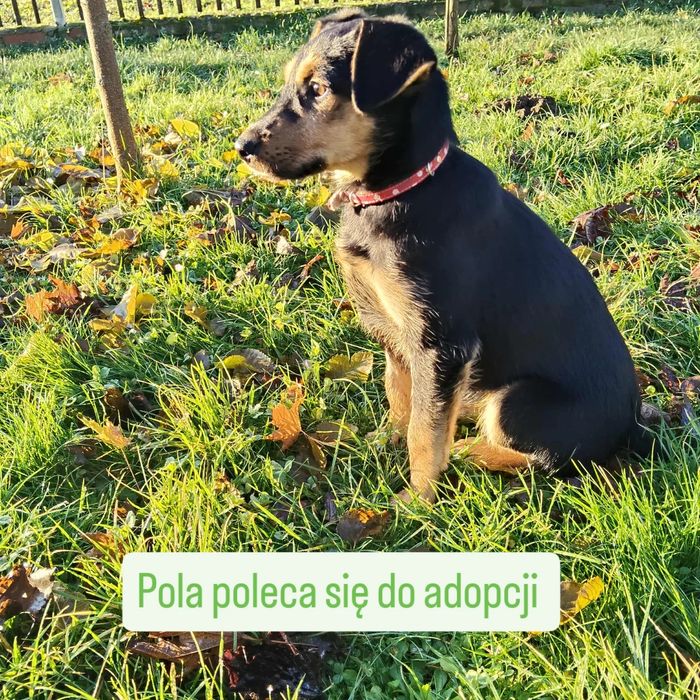 Pola  szczeniaka szuka domu