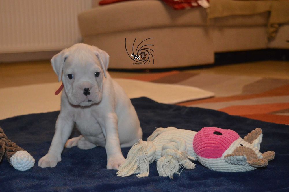 BOKSER- biała suczka z rodowodem FCI-rezerwacja