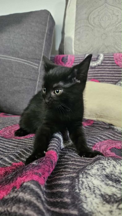 Maniek, brat Mani do adopcji.